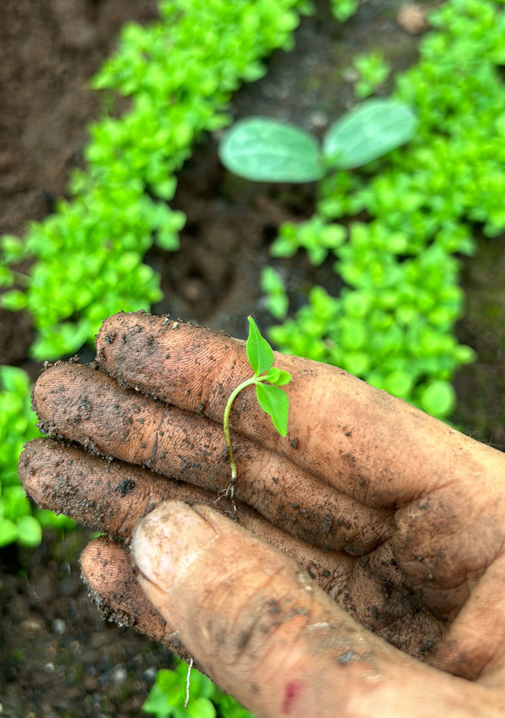 Mano con una plántula